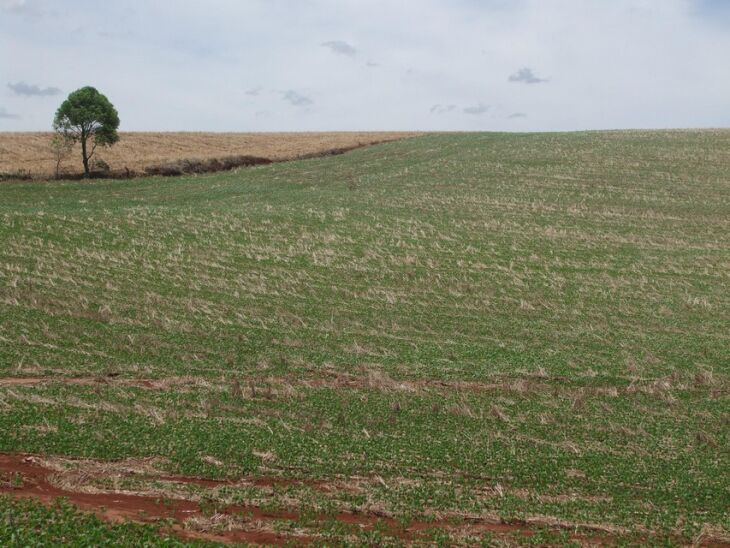 Altas temperaturas e baixa umidade do solo estão prejudicando lavouras de soja plantadas recentemente