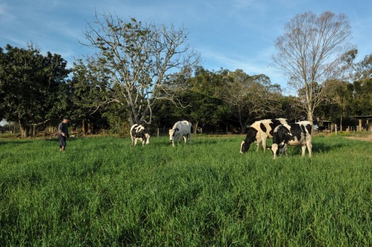 Rebanho apresenta boas condições nutricionais e sanitárias, e a produção mantém-se estável, com tendência de aumento