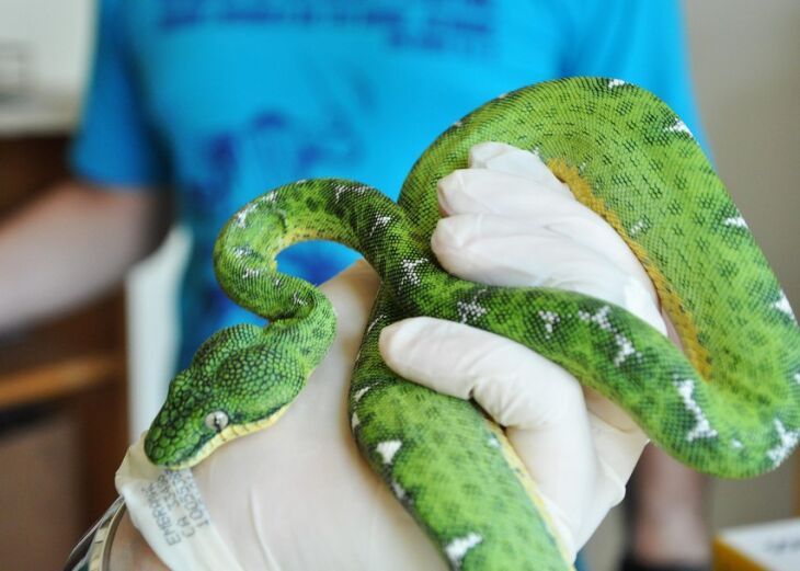 Serpente foi encaminhada ao Grupo de Estudos de Animais Silvestres da UPF para receber tratamento. Animal estava desidratado