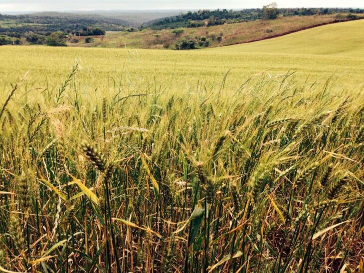 Projeção também depende das condições climáticas