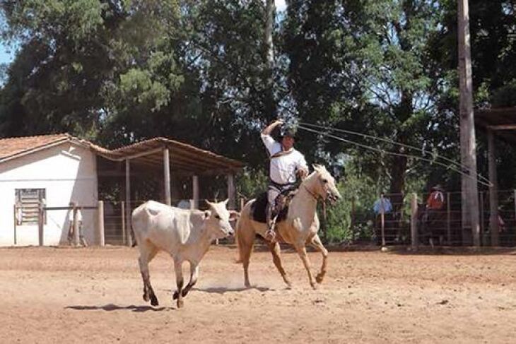 Para participação em rodeios e atividades que reúnam os animais, proprietários deverão apresentar exame