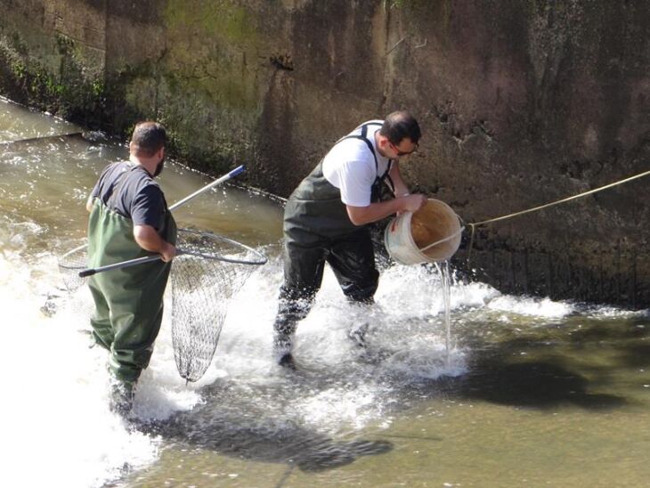 Ação de transposição de peixes foi realizada na tarde de sexta-feira por membros de entidades ambientais do município