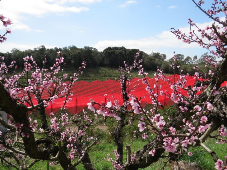 Na Região Sul os pomares de pêssego estão em plena floração