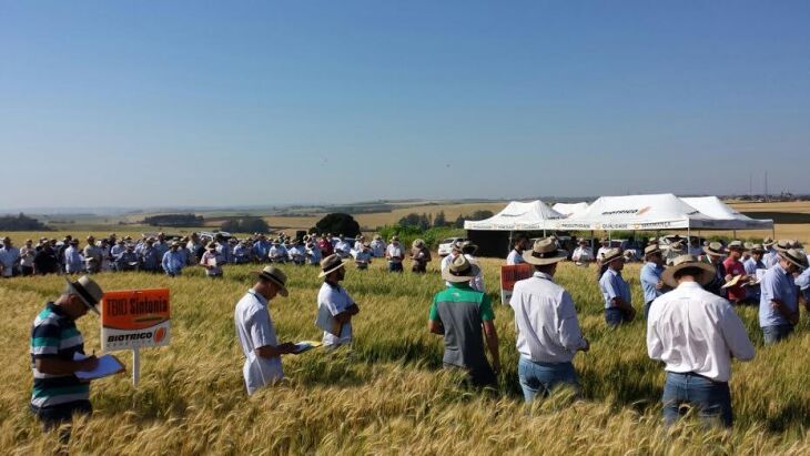 Dia de campo da Biotrigo foi realizado para dar suporte técnico aos clientes e técnicos dos estados do Paraná, São Paulo, Minas Gerais, Goiás, Distrito Federal e Paraguai