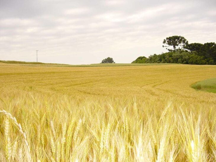 Produção no Estado deve chegar a 2,2 milhões de toneladas Crédito: 