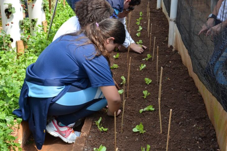 Num espaço de aproximadamente 110m² são cultivados morangos, tomates, alface, espinafre e temperos orgânicos