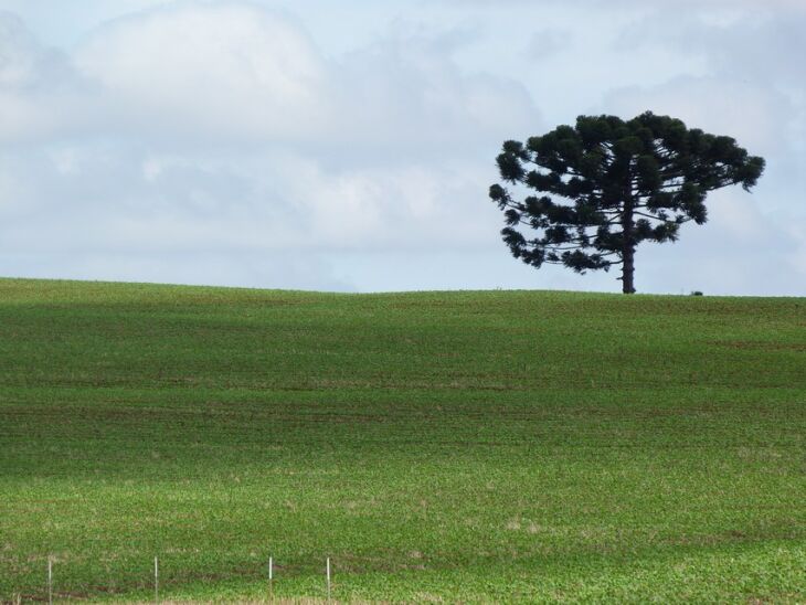 Região cultivará nesta safra cerca de 252 mil hectares. Período recomendado para o plantio se encerrou ontem