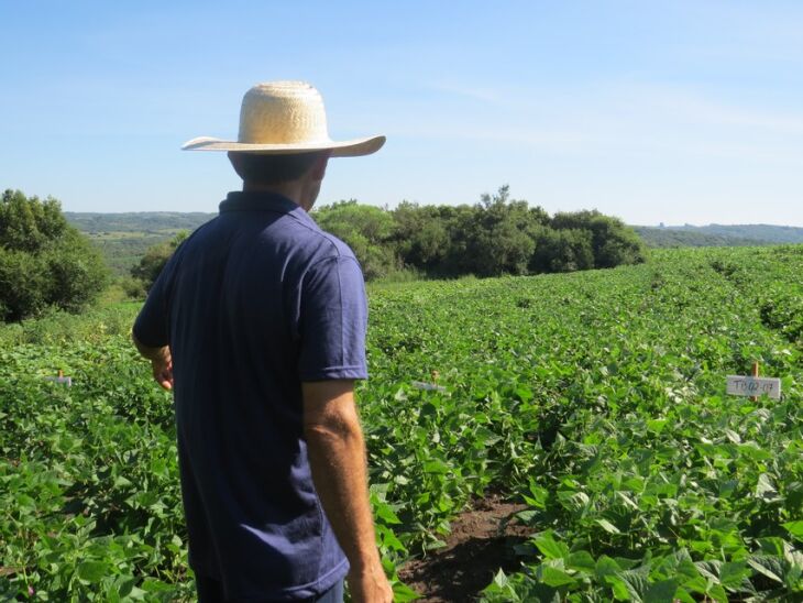 Lavoura de feijão em Piratini/RS