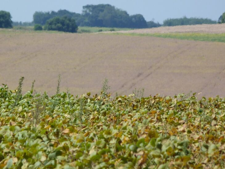 No Estado, 40% da área de soja já está em fase final de maturação