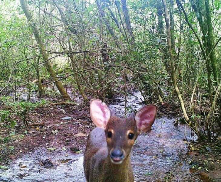 Armadilhas fotográficas possuem um sensor infravermelho capaz de detectar movimento e/ou calor, que se ativa quando animais passam à sua frente