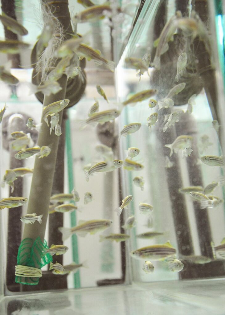 Laboratório conta com estrutura para manutenção e criação do zebrafish