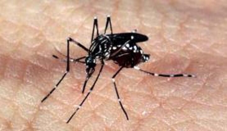 A febre amarela é transmitida pelo Aedes aegypti, mesmo  vetor  do  vírus  Zika,  da  dengue  e  da febre  chikungunya