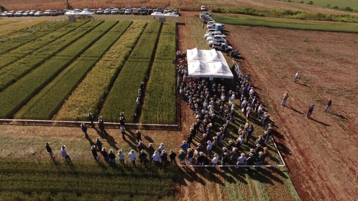 No campo, o público presente pode ver o porte e o desempenho das 14 cultivares desenvolvidas pela Biotrigo Genética.