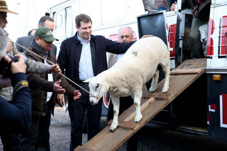 Primeiro animal a ingressar no Parque Assis Brasil na Expointer 2015 foi um ovino da raça Texel, da Cabanha Oliveira, de Uruguaiana