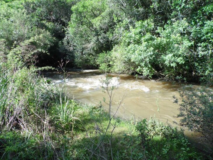 Além de concentrar nascentes e preservar a qualidade da água, RPPN UPF tem grande biodiversidade