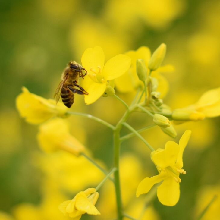 Canola está entre as espécies botânicas identificadas que contribuem na produção do mel na região