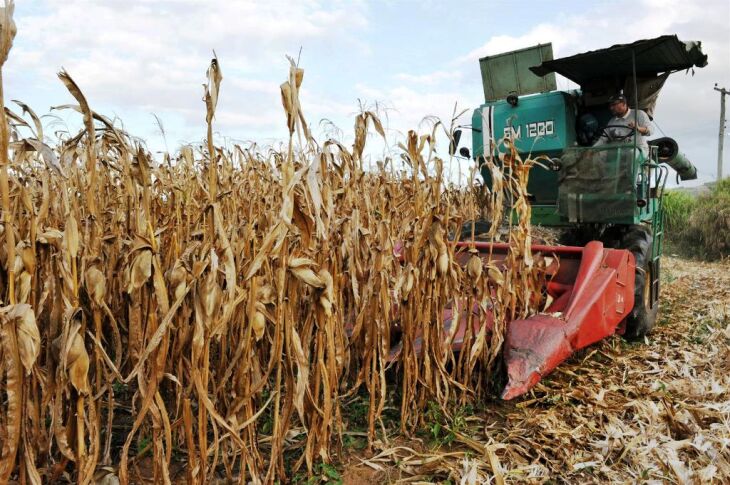 ?EUR medida que a cultura atinge o ponto ideal para colheita, os agricultores colhem e implantam novo cultivo de milho ou soja nesta área