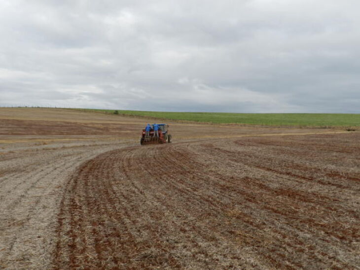 Produtores aproveitam dias de sol para plantar trigo dentro do melhor período