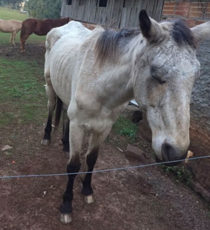 Animais foram fotografados na fazenda da Brigada Militar