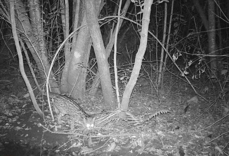 Gato do mato pequeno, em deslocamento, no período noturno em área de APP do Campus I da UPF