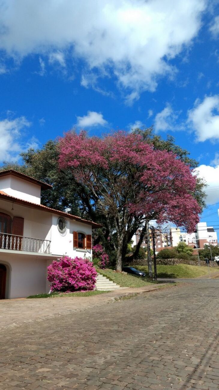 Na cidade e na área rural se observa que plantas ornamentais e frutíferas iniciaram o florescimento antecipadamente neste ano