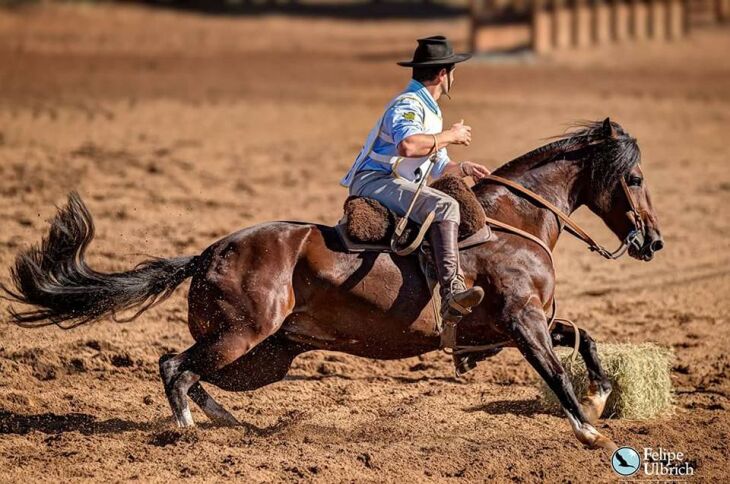 Muito mais que paixão, os cavalos crioulos já viraram negócio de família