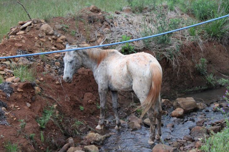 Nesta semana, vereadores de Passo Fundo foram até o local em que o terceirizado mantinha os cavalos e fotografaram os animais.