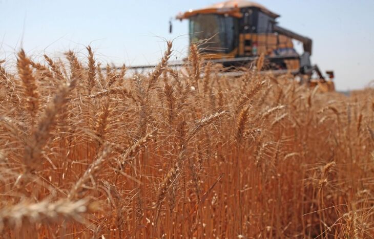 Em quatro décadas, a produtividade do trigo evoluiu dos 650 kg/ha para quase 3 milhões kg/ha em 2016.