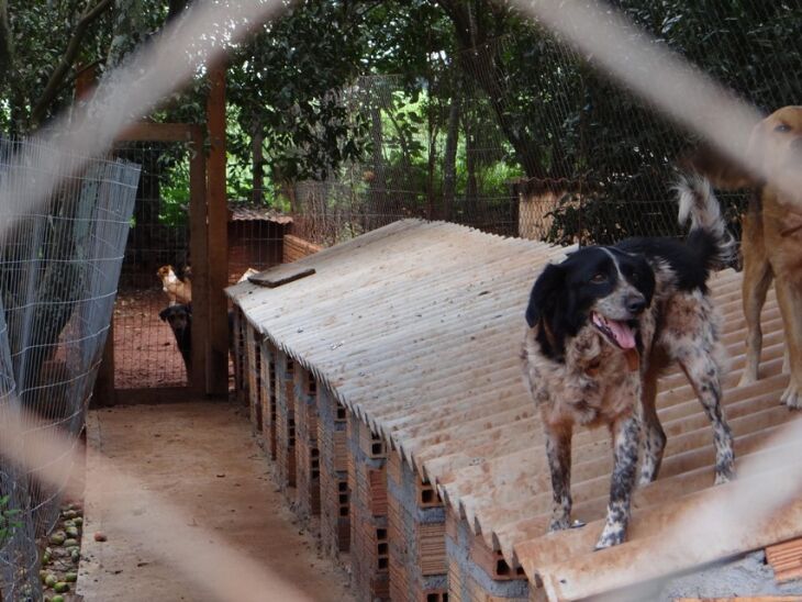 Até o momento, mais de 100 animais foram transferidos do Capa para a Ampara