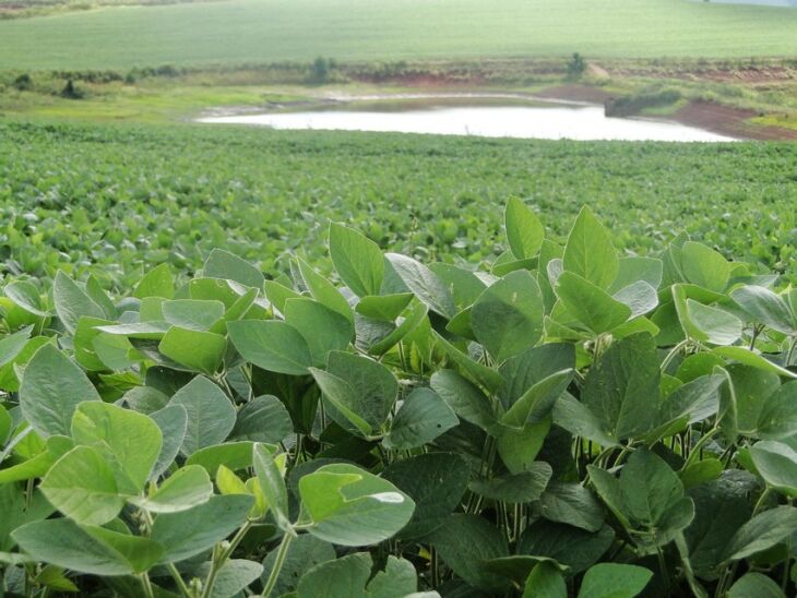 Chuvas do início da semana foram fundamentais para reduzir estresse hídrico das lavouras de soja