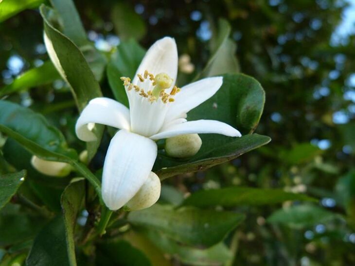 Dependendo do tipo de planta, floração antecipada pode representar perdas irreparáveis