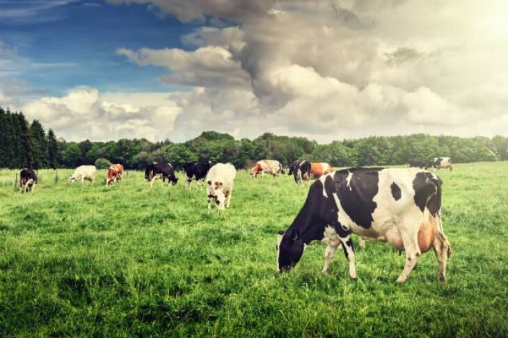 A rebrota do campo nativo e das pastagens cultivadas está muito lenta