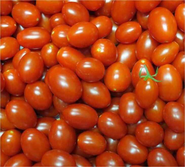 Embrapa desenvolve tomate rico em licopeno