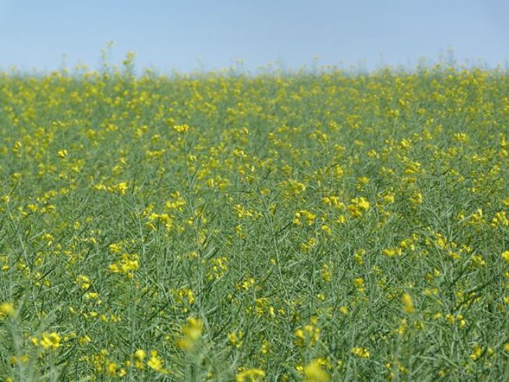 Neste ano, em função da queda da área plantada, está mais difícil encontrar lavouras de canola