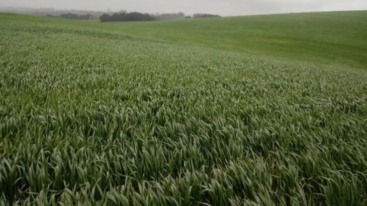 Informativo Conjuntural aponta que 12% das lavouras de trigo apresentam boa população de plantas