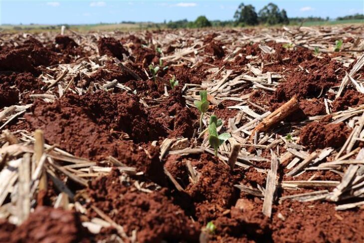 A maioria das lavouras é conduzida com alto nível tecnológico e com bom manejo dos insumos