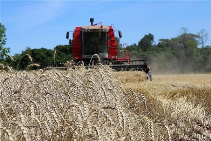 Trigo na região de Santa Rosa