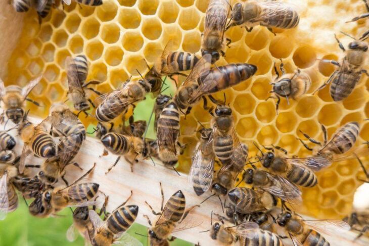 Formação de apicultores objetiva reverter morte de abelhas e extinção de colméias