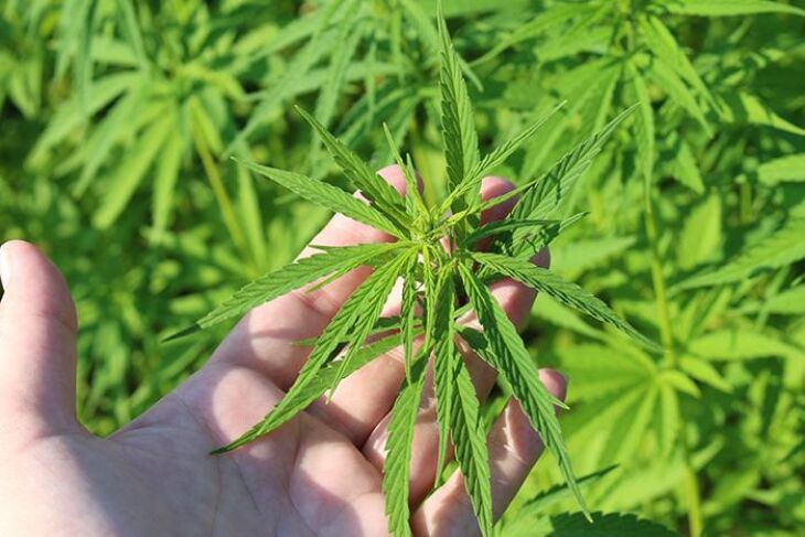 Os produtos da Tilray de cannabis e canabinóides atendem atualmente dezenas de milhares de pacientes em doze países