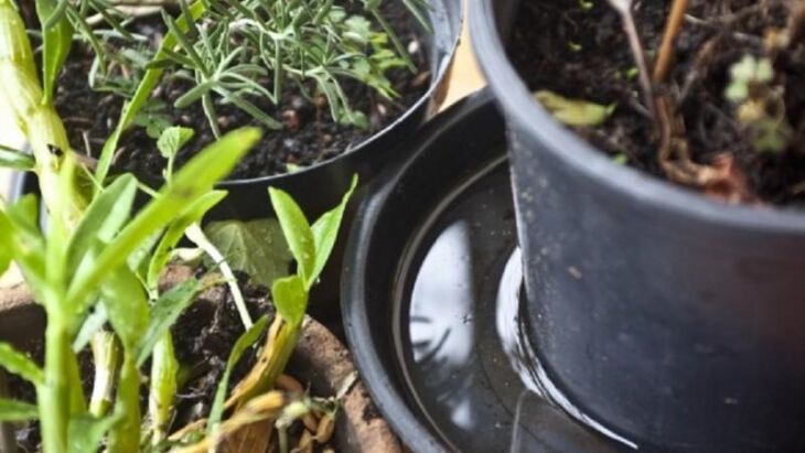 ?? preciso deixar os vasos sem água parada para combater o mosquito