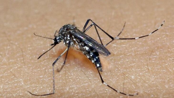 Mosquito Aedes aegypti é o transmissor da dengue, zika e chikungunya