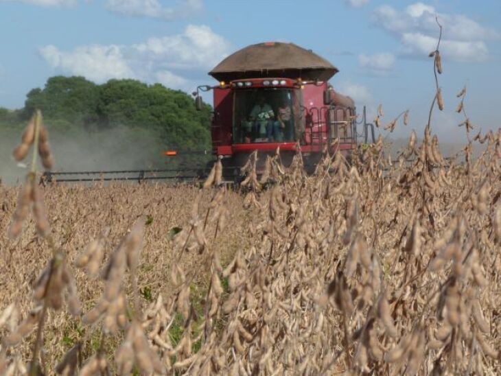 As produtividades alcançadas até o momento estão um pouco acima (3.900 kg/ha) da estimativa inicial (3.132 kg/ha) Crédito: 