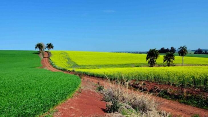 Entre as lavouras de canola no Estado, 33% da área está na fase de floração