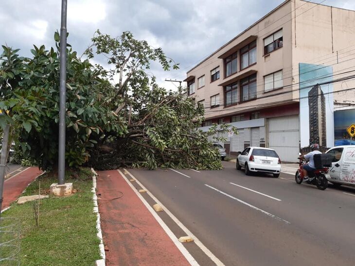 Ventos provocaram a queda de uma árvore na avenida Presidente Vargas, no domingo