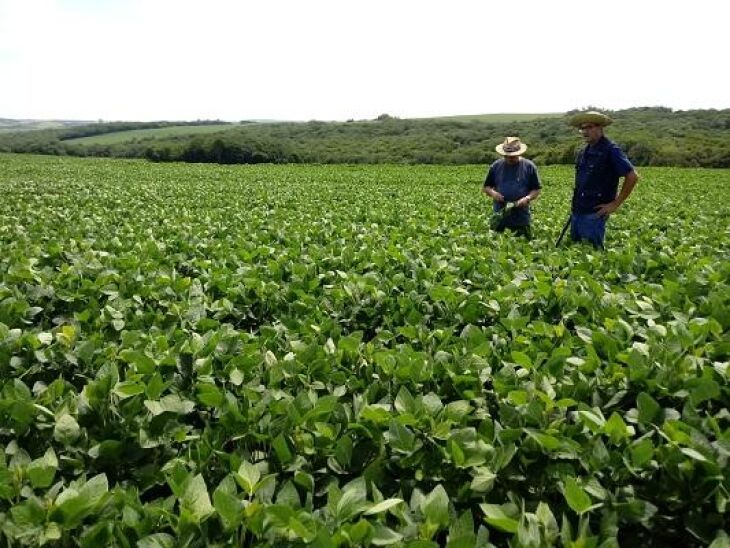 Lavoura de soja em Encruzilhada do Sul